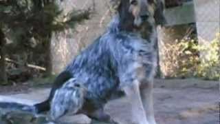 LE COEUR GROS (Hugues AUFRAY)