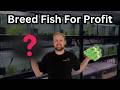 Top 5 Fish to Breed for PROFIT in 2026