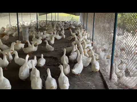 Duck Farming White Pekin Duck Chicks