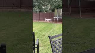 Video preview image #1 Pointer-Unknown Mix Puppy For Sale in Decatur, GA, USA