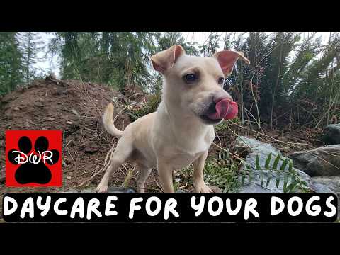 🐕‍🦺💜 Daycare for your dog!  Dogs can't resist this Video! 🐕‍🦺🐕🌦🌲