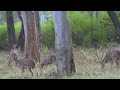 Mudumalai Forest Surounding Travel Videos