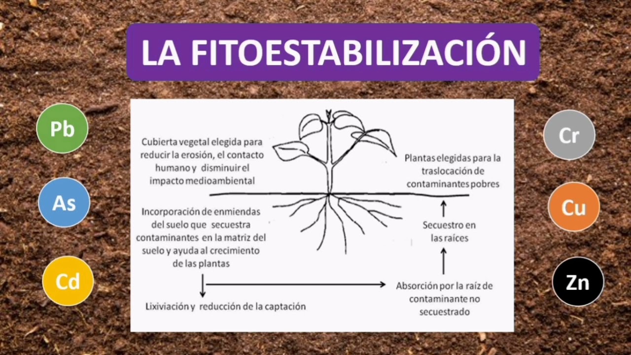 fitorremediación de suelos