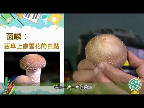 達人教室 菇菇菇