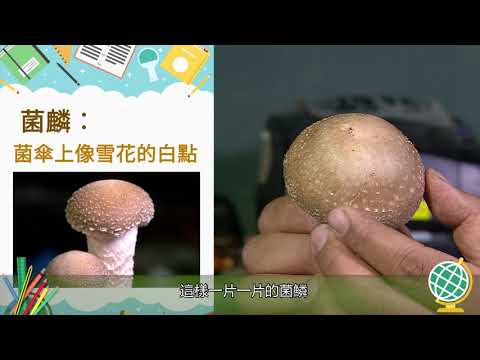 達人教室 菇菇菇