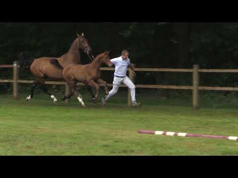 43. Franklin X Fidermark (m)