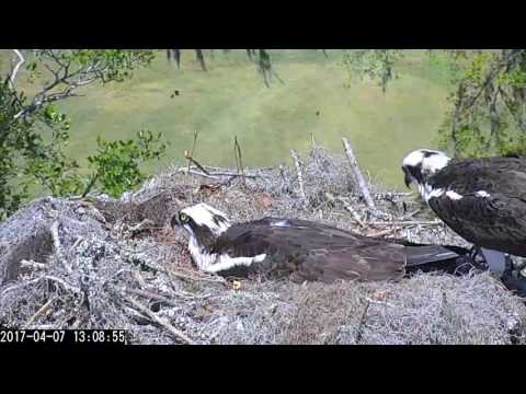 Intruder Alert on Savannah Osprey Cam – Apr. 7, 2017