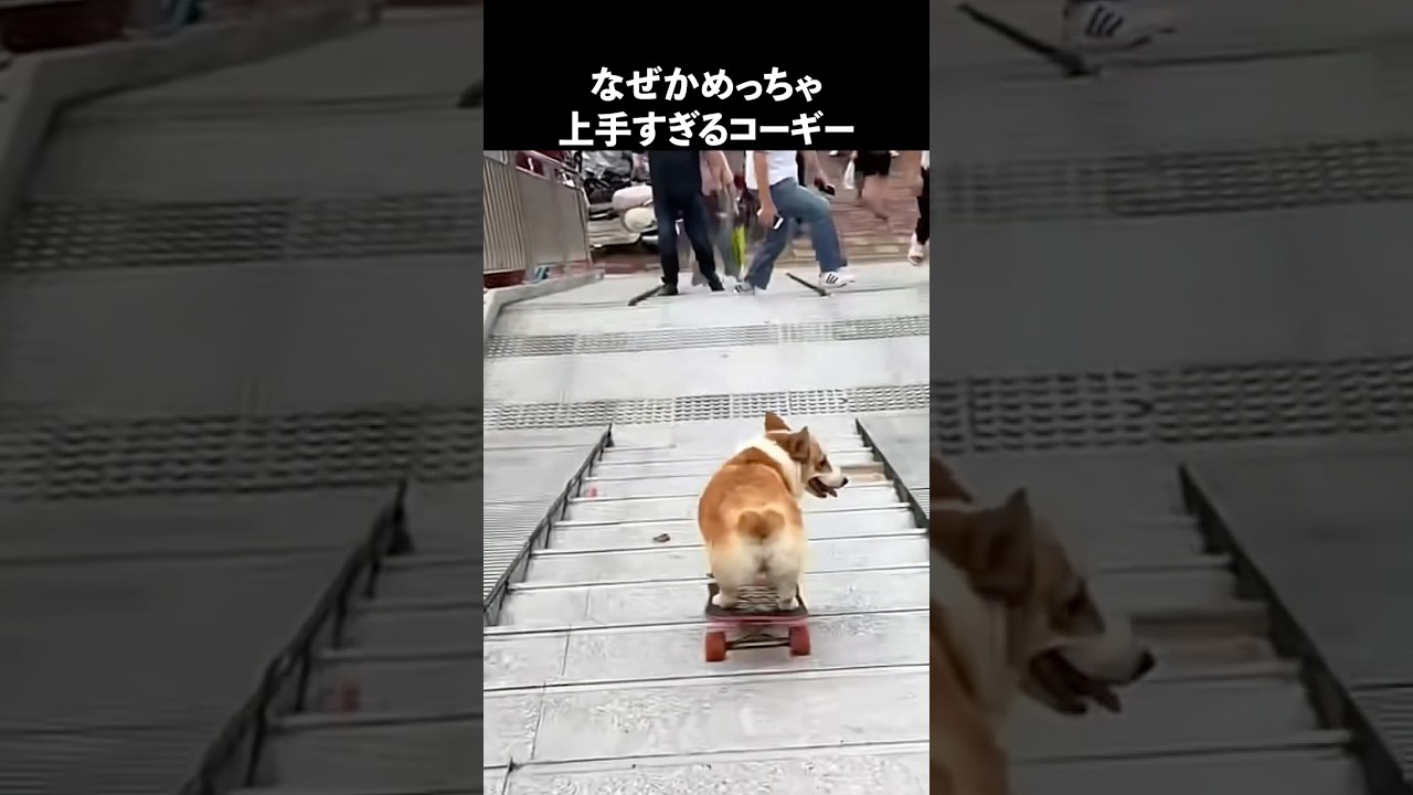 コーギーの魅力が半端ない#犬 #いぬ #動物