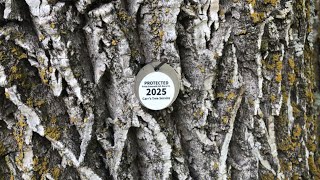 Homeowners brace for infestation as emerald ash borer arrives in Otter Tail, Wadena counties