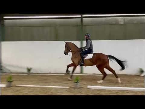 Kannan’s Star jumping under saddle