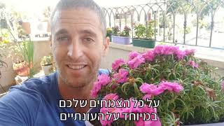 פורטולקה עונתית אחד הפרחים הכי יפים שיש בשיא הקיץ