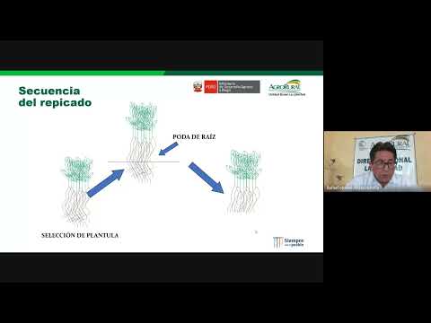 Producción de plantones forestales en viveros comunales  18.07.2022