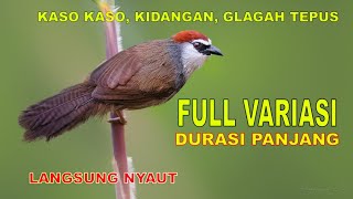 Download lagu burung kasokaso tepus gelagah kidangan Chestnut-capped BabblerTimalia pileata variasi durasi panjang mp3