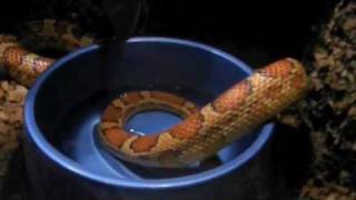 Screwball - Real Bleep [out now]