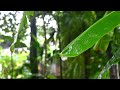 Mazha Sound Of Rain