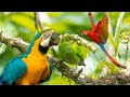 Avian Wonders A 3D Journey Birds