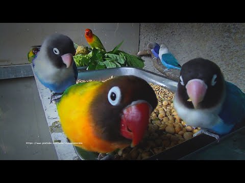 Personata and Fischer's Lovebirds - July 2023