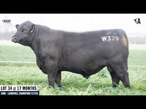 Lot 34