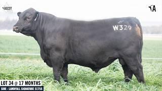 LOT 34: ASCOT WARRANTY W329
