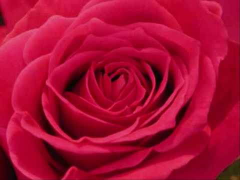 download lagu mp3 mp4 Wat De Toekomst Brenge Moge The Rose, download lagu Wat De Toekomst Brenge Moge The Rose gratis, unduh video klip Wat De Toekomst Brenge Moge The Rose