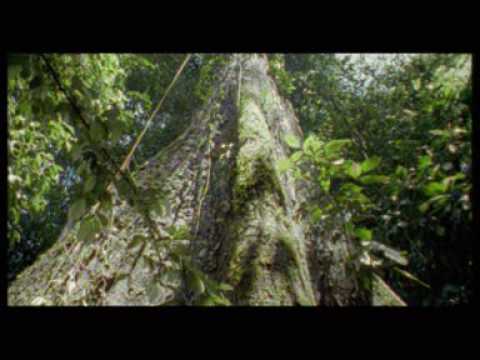 Save the Heart of Borneo - Save Our Future Life