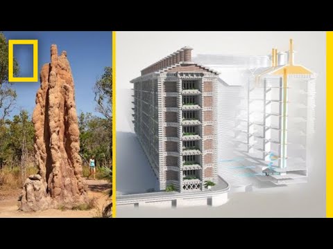 , title : 'See How Termites Inspired a Building That Can Cool Itself | Decoder'