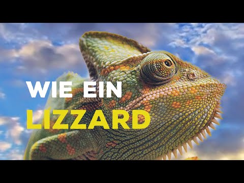 Lazy Lizzard Gang - Wie ein Lizzard
