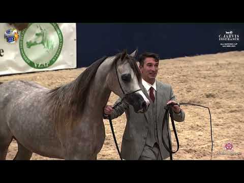 N 44 D NAJLAH   39th All Nations Cup   Aachen   Fillies 2 Years Old Class 3B