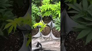 Boston Bob CapFish tester update. Week 8 veg