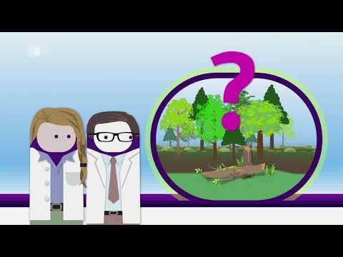 Wälder schützen - logo! erklärt - ZDFtivi