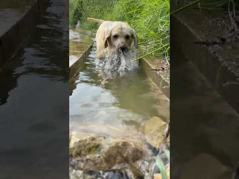 This Dog Actually Dives Into a Narrow Ditch for Stones