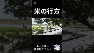 #感想 #お米　#高騰　#米　#財務省　#JA #新米　#なにわ男子