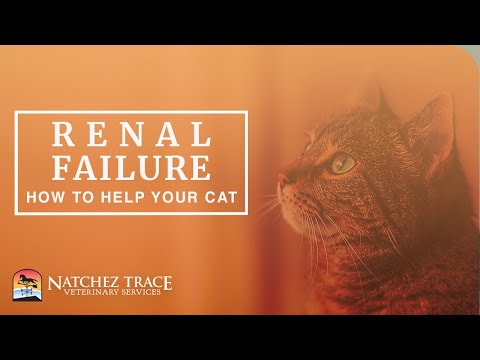 Free Guide! Help Your Cat With Renal Failure - Make Your Cat Feel Better