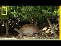 Cave Dwelling Giant Tortoises Are A Big Surprise National Geographic