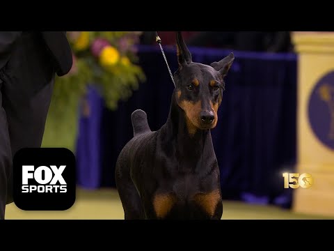 Penny the Doberman Pinscher wins 2026 Best in Show at the 150th Westminster Kennel Club Dog Show 🏆