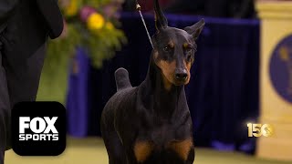 Penny the Doberman Pinscher wins 2026 Best in Show at the 150th Westminster Kennel Club Dog Show 🏆 gameplay video by alucas, 28:13 duration