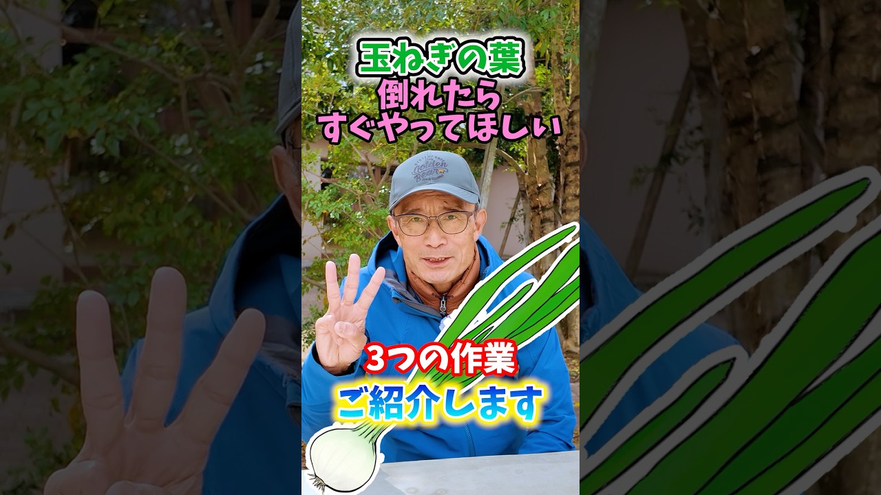 家庭菜園や農園の玉ねぎ栽培で葉が倒れたらすぐやること3選！【農家直伝】#shorts