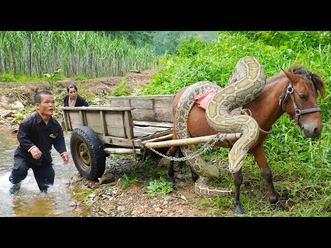 Giant Python Attacks Dwarf Family's Horse | Dwarf Family Harvesting Sugarcane Attack by Giant Python