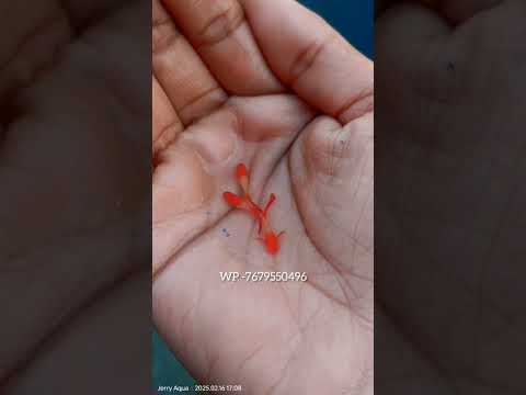 koi guppy fish 🐟#ytshorts #viralvideo