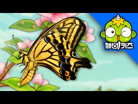 팔랑팔랑 나비 | 자연관찰 | 애벌레 | 깨비키즈 KEBIKIDS