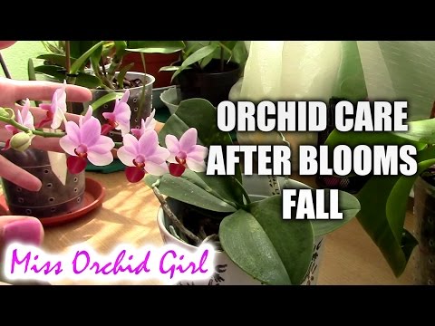 , title : 'How to care for orchids after blooms fall