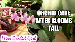 How to care for orchids after blooms fall