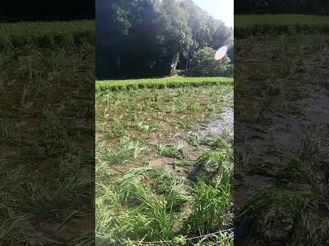 庭にイノシシを近づけないようにする方法は？彼らを傷つけることなく、彼らを撃退し、怖がらせるために機能する6つの解決策  庭園