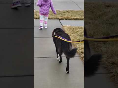 SHADOW, an adopted Flat-Coated Retriever & Border Collie Mix in Lincoln, NE_image-1