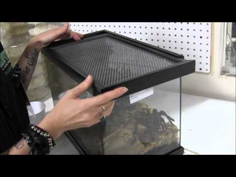 Burgundy Goliath Bird Eating Tarantula