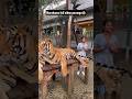 Aala Vidunga Da Samy Pattaya Tiger Park Shorts Tiger Youtubeshorts Gabriellacharlton