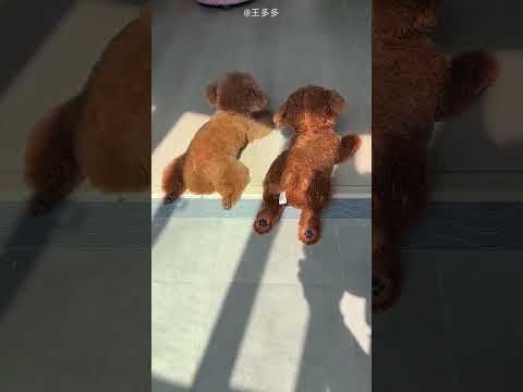 В этом отеле есть подарок — собака. 🐶🎁