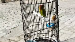 Download lagu Rahasia penjemuran Lovebird kusumo mp3 Download lagu Rahasia penjemuran Lovebird kusumo mp3