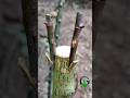 Rose Grafting Bud Grafting Rose Plant Care Rose Roses Grafting