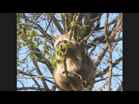 Ein Tag im Wisentgehege - Springe, Teil 1